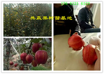 安徽芜湖新品种梨树苗此处多少钱一株_新品种梨树苗什么地方卖图片5
