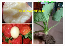 安徽亳州青花椒树哪里卖青花椒树苗此处多少钱一株图片5