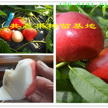 湖南株洲无花果树哪里有、无花果树苗多少钱卖图片