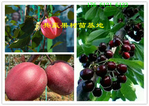安徽亳州青花椒树哪里卖青花椒树苗此处多少钱一株图片3