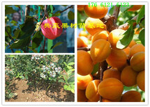 贵州遵义青花椒树哪里有、青花椒树苗多少钱卖图片2