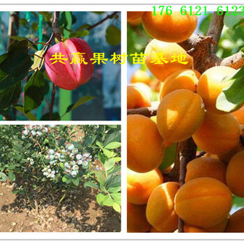 宁夏银川梨树哪里卖、卖2年梨树苗多少钱、梨树苗近期价格