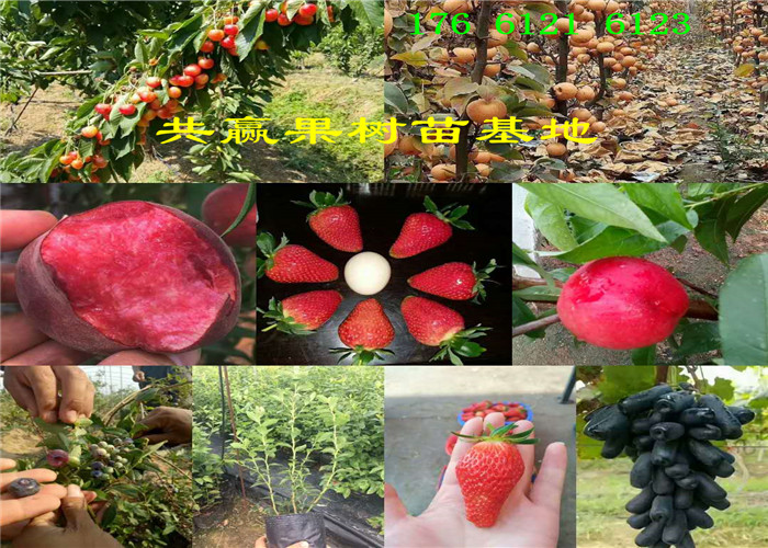 红颜99草莓苗哪里有 、红颜99草莓苗主产区什么价格这里卖