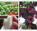 江西新余红花椒树哪里卖、青花椒树卖多少钱