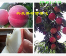 江西吉安梨树哪里卖的好‘新品种梨树苗’多少钱一棵图片