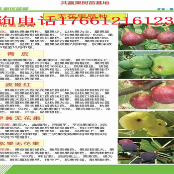 河南郑州哪里有柱状梨树苗怎么卖的