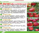 浙江衢州哪里卖的梨树便宜