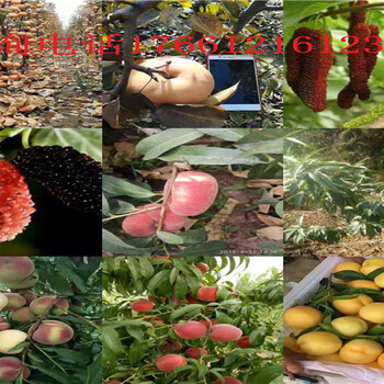新疆克拉玛依梨树苗给你想要的梨树苗价格