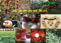 2年蓝莓苗多少钱_哪里有2年蓝莓苗实时价格表图片4