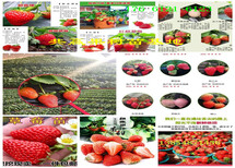 甘肃兰州哪里有草莓苗怎么卖的图片1