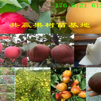 梨树苗在江苏连云港卖多少钱一棵
