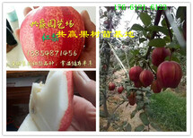 山西朔州哪里有柱状梨树苗怎么卖的图片2
