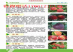 四川绵阳新品种柿子树苗多少钱、新品种柿子树苗现挖才卖多少钱