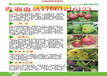 四川德阳新品种果树苗哪里卖的好、新品种果树苗哪里卖的便宜