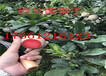四川资阳新品种枣树苗哪里卖的好、新品种枣树苗哪里卖的便宜
