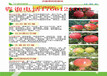 贵州贵阳新品种柿子树苗多少钱、新品种柿子树苗现挖才卖多少钱