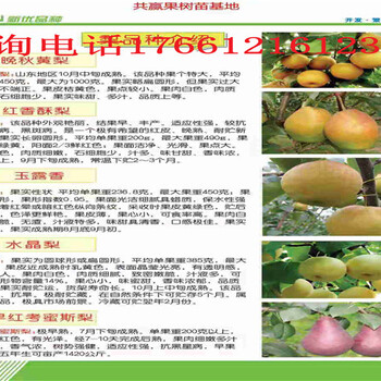 云南玉溪新品种枣树苗多少钱、新品种枣树苗现挖才卖多少钱