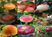 湖南郴州新品种杏树苗哪里卖的好、新品种杏树苗哪里卖的便宜