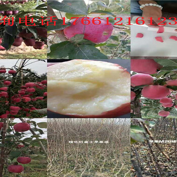 湖北武汉新品种枣树苗多少钱、新品种枣树苗现挖才卖多少钱