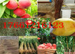 陕西咸阳新品种无花果树苗哪里卖的好、新品种无花果树苗哪里卖的便宜