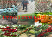 湖南湘西新品种李子树苗哪里卖的好、新品种李子树苗哪里卖的便宜