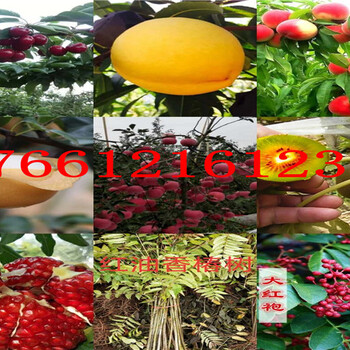 新疆吐鲁番新品种板栗树苗多少钱、新品种板栗树苗现挖才卖多少钱