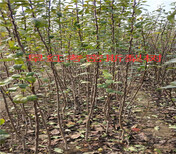 武威5年蓝莓树育苗基地_新品种5年蓝莓树卖多少钱一株图片2