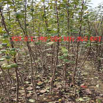 湖北宜昌卖的新品种梨树多少钱新品种梨树在什么地方