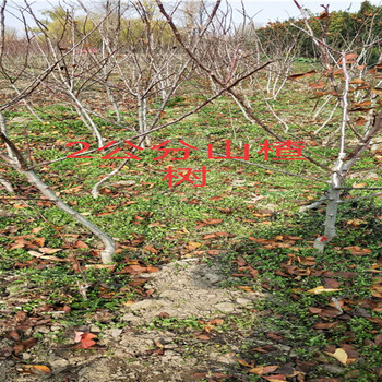 山西吕梁2年秋月梨树苗哪里有卖_秋月梨树苗种植基地价格