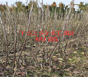 新疆阿勒泰卖的西梅李子树多少钱西梅李子树在什么地方图片5
