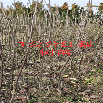 扬州西梅李子树育苗基地_西梅李子树能卖多少钱一棵