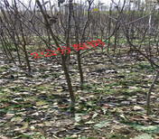 陕西汉中卖的甜蜜蓝宝石葡萄树多少钱甜蜜蓝宝石葡萄树在什么地方图片5