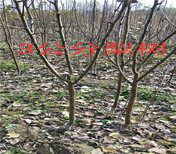 新品种梨树育苗基地_甘孜卖的新品种梨树多少钱一棵图片5