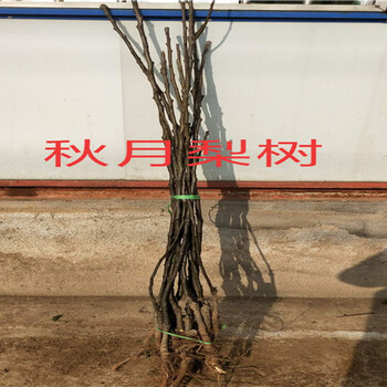 四川广安新品种柿子树苗多少钱、新品种柿子树苗现挖才卖多少钱