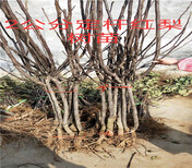 河南许昌新品种板栗树苗哪里卖的好、新品种板栗树苗哪里卖的便宜图片2