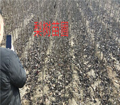 河南许昌新品种板栗树苗哪里卖的好、新品种板栗树苗哪里卖的便宜图片4