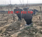 新疆乌鲁木齐卖的杏李子树多少钱杏李子树在什么地方图片2