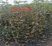 新品种黄金奈李子树苗哪里卖的好、3年黄金奈李子树苗主产区价格图片4