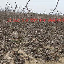 湖北鄂州2年锦春黄桃苗哪里有卖_锦春黄桃苗种植基地价格图片