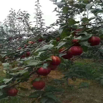 临沧5年蓝莓树育苗基地_5年蓝莓树能卖多少钱一棵