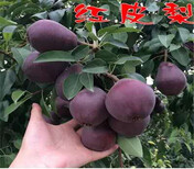 四川雅安2年新品种梨树苗多少钱、3年新品种梨树苗近期报价图片2