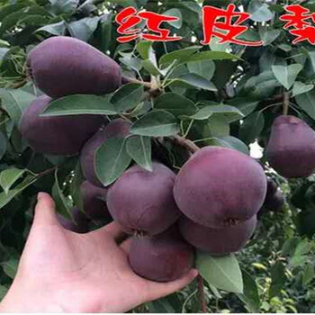 杏李子树育苗基地_宜春卖的杏李子树多少钱一棵