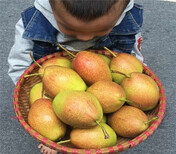 新疆克孜勒苏卖的秋月梨树多少钱秋月梨树在什么地方图片4