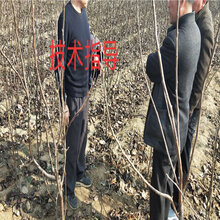 四川广安红富士苹果树育苗基地才卖多少钱一棵图片