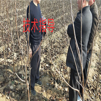 甘肃甘南板栗树苗育苗基地才卖多少钱一棵