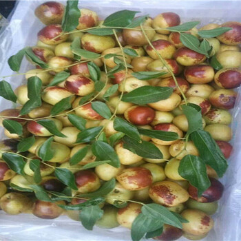 浙江台州新品种枣树苗哪里卖的好、新品种枣树苗哪里卖的便宜