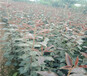 河南郑州新品种柿子树苗哪里卖的好、新品种柿子树苗哪里卖的便宜