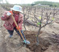 张掖3年蓝莓树苗育苗基地_3年蓝莓树苗能卖多少钱一棵