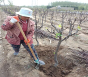 新品种梨树育苗基地_甘孜卖的新品种梨树多少钱一棵图片4