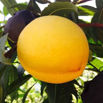 杏树育苗基地_苏州卖的杏树多少钱一棵